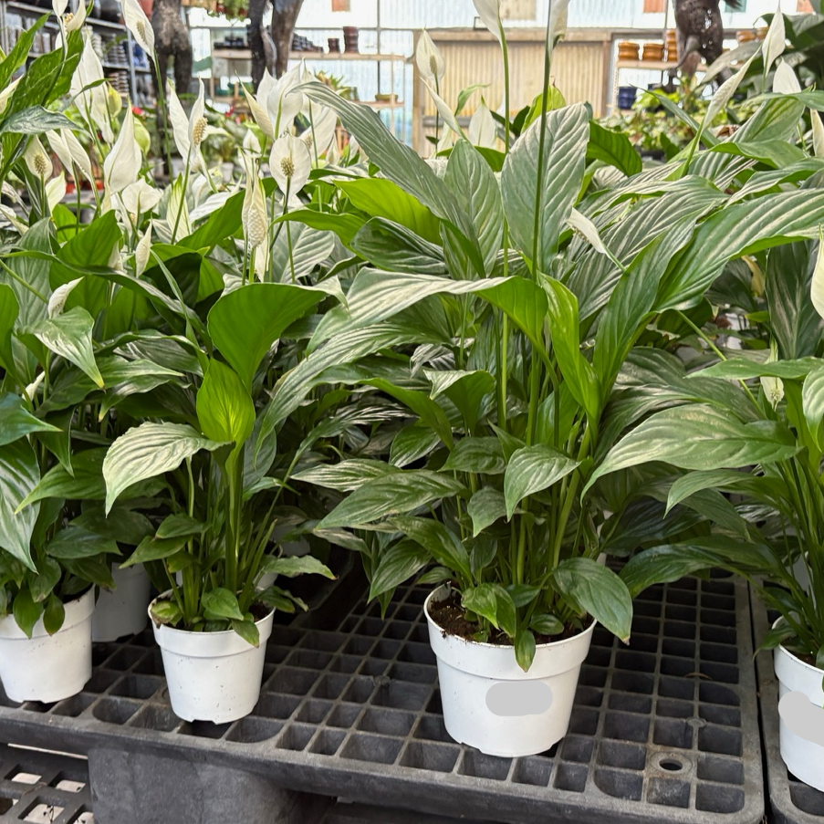 Peace Lily Plant