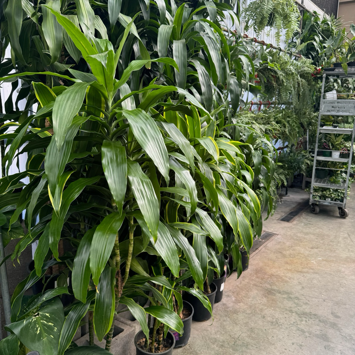 dracaena pele plant care Pele Dracaena