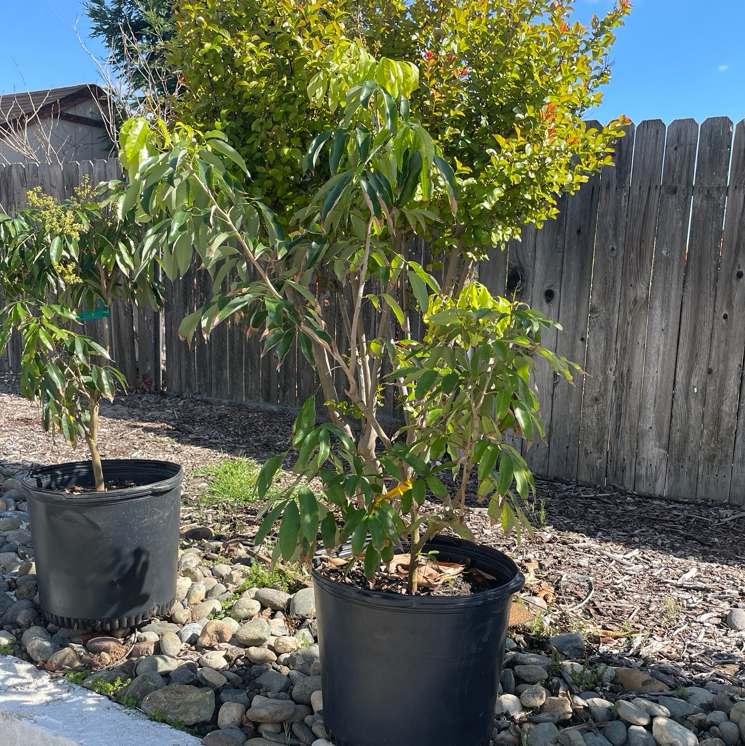 lychee plant Emperor Lychee
