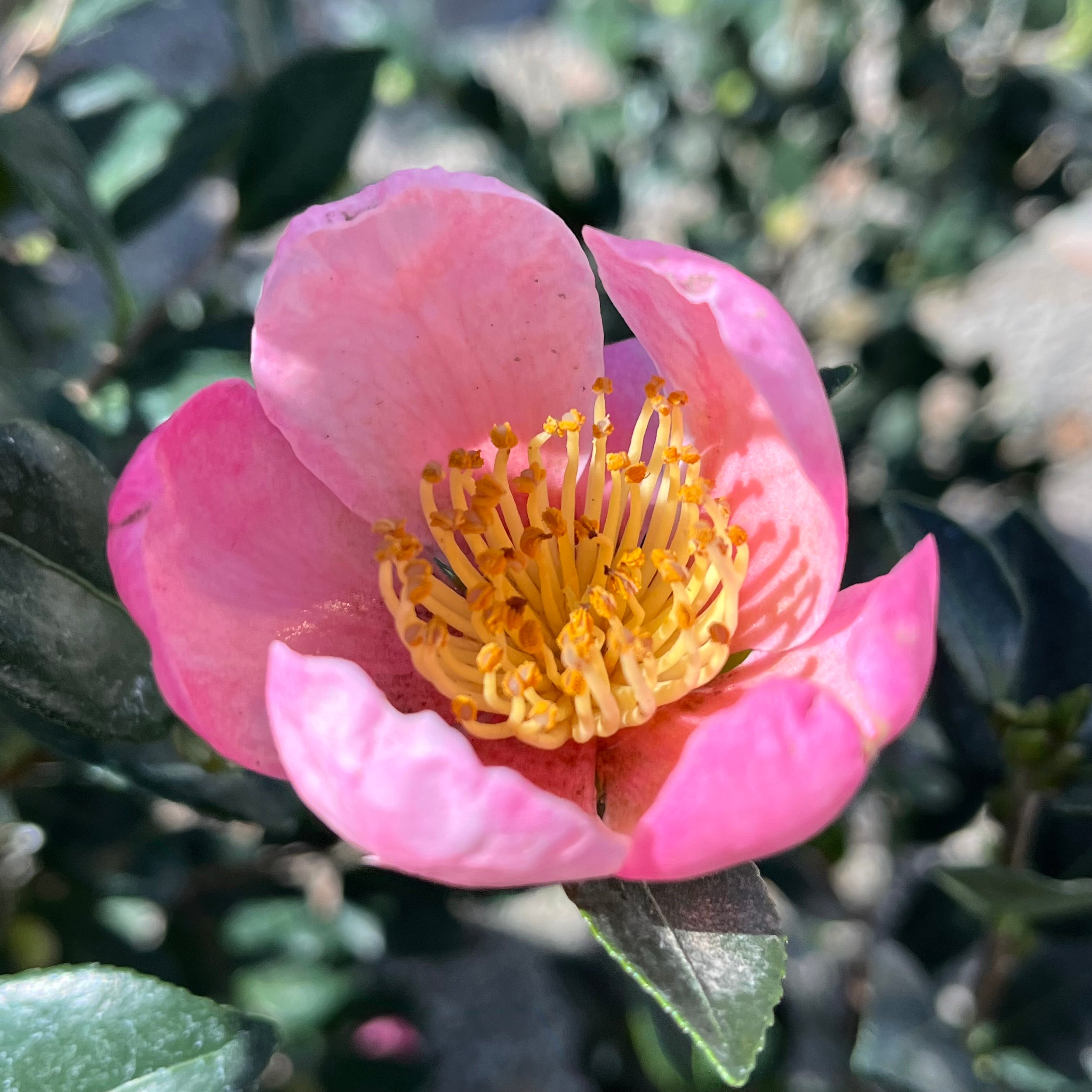 Pink A Boo Camellia | Fragrant Pink Fall & Winter Blooms – Victory