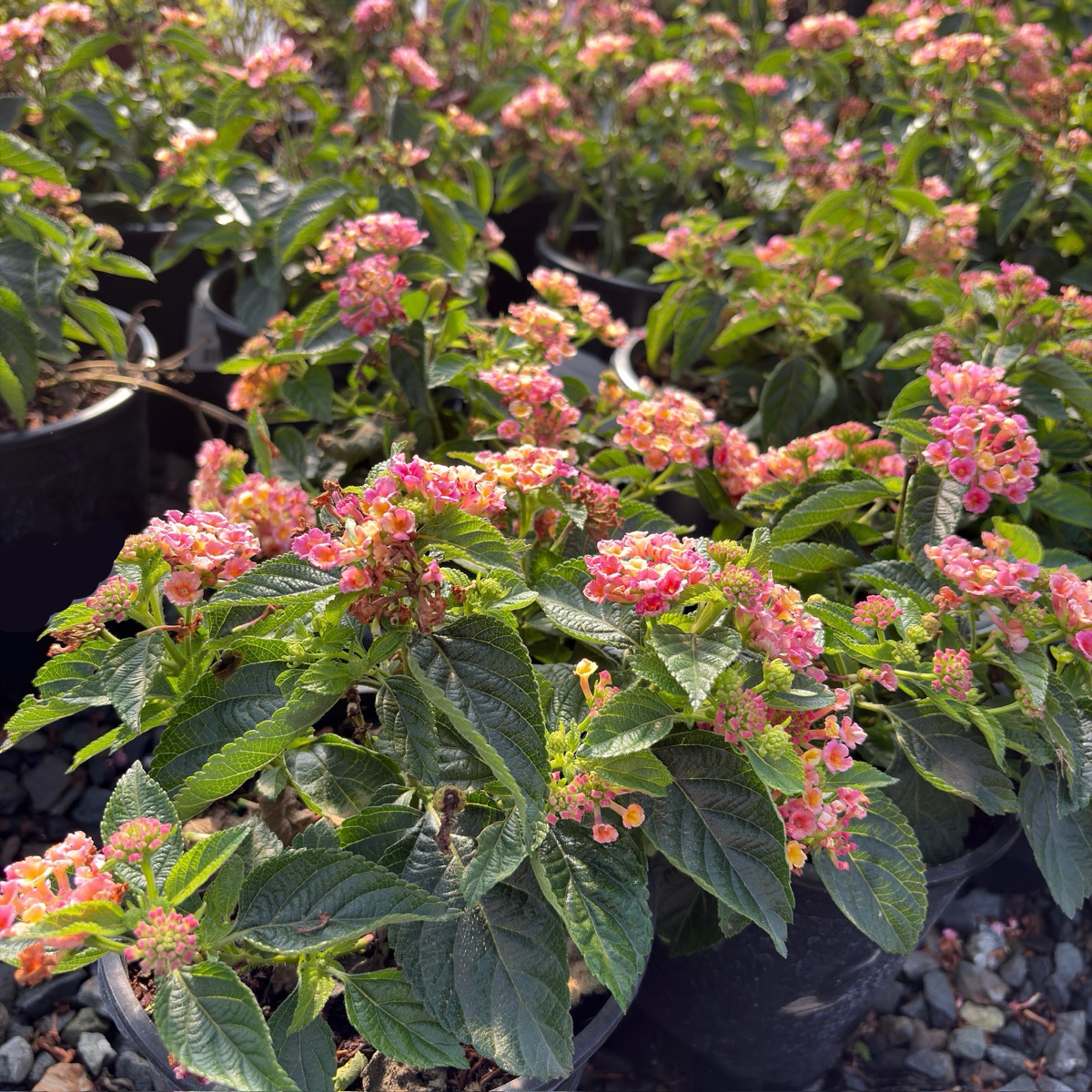 Pink Bandana Lantana | Colorful Heat Tolerant Shrub – Victory Nursery