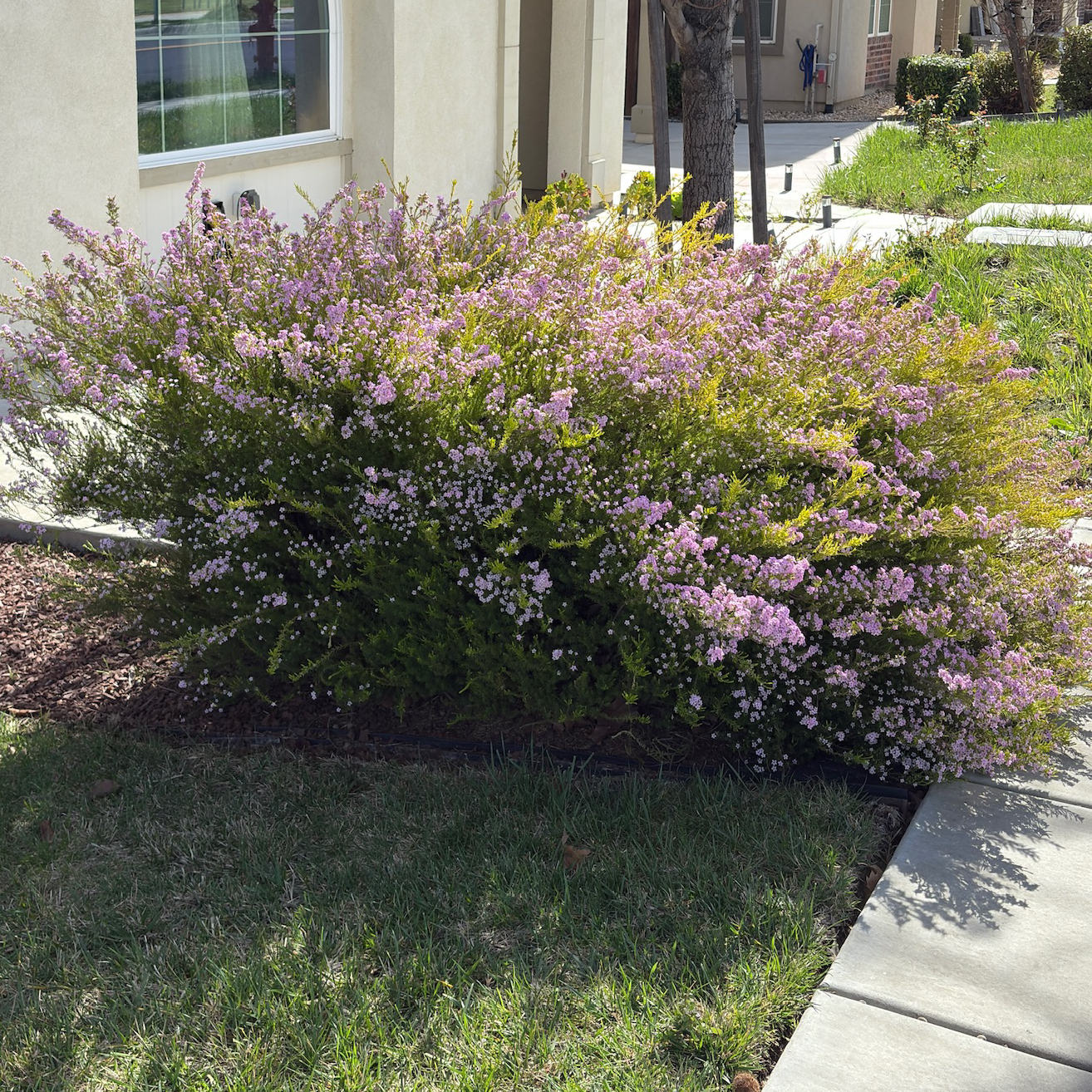 Pink Breath of Heaven | Fragrant Pink Flowering Evergreen