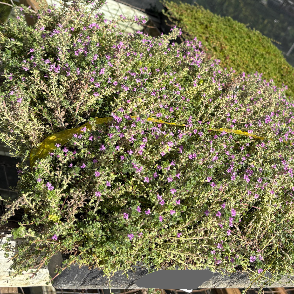 22様　nella. x Garden of eden thyme pierce Pink Chintz Creeping Thyme | Fragrant Pink Flowering Groundcover