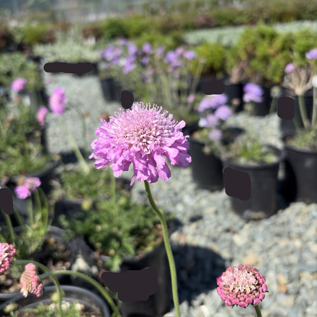 scabiosa pink mist plant Pink Mist Scabiosa