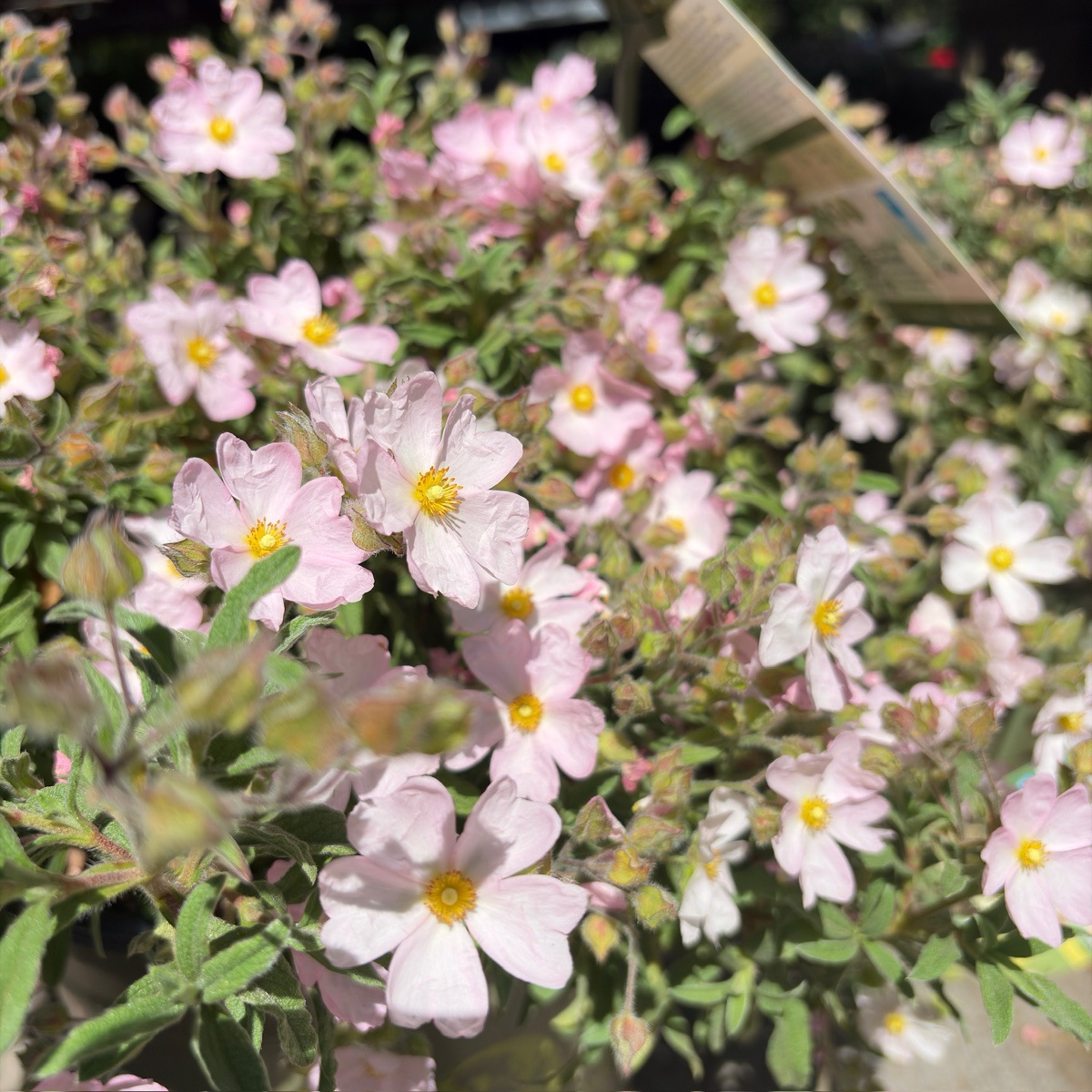 Pink Rockrose | Compact Pink Flowering Evergreen Shrub – Victory
