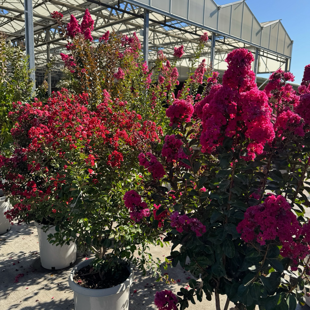 Pink Velour Crape Myrtle | Compact Vibrant Pink Blooms – Victory