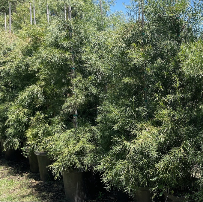 Fern Podocarpus