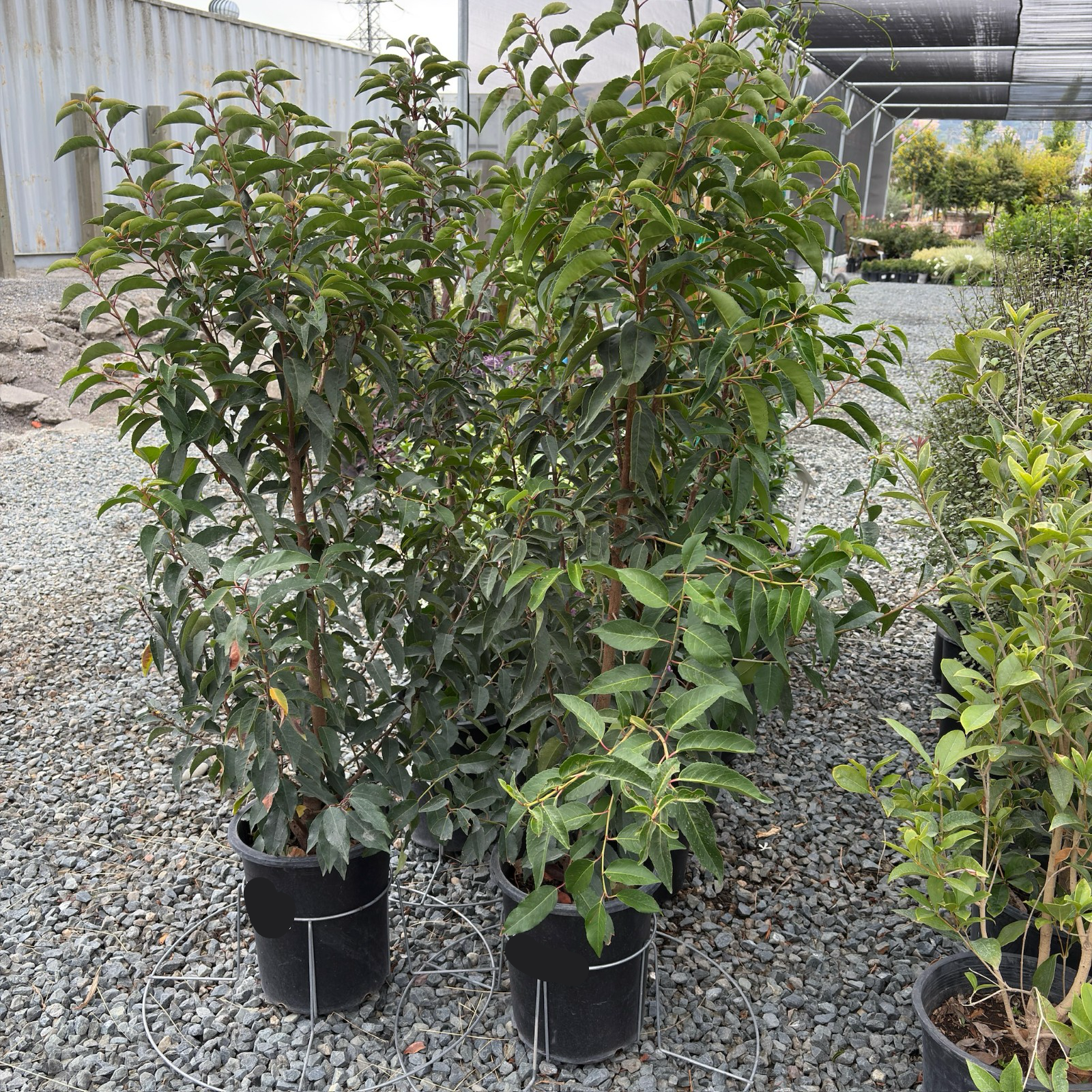 その他 Portugal (Evergreen Series) Portugal Laurel (Prunus lusitanica) | Evergreen Shrub for Hedges