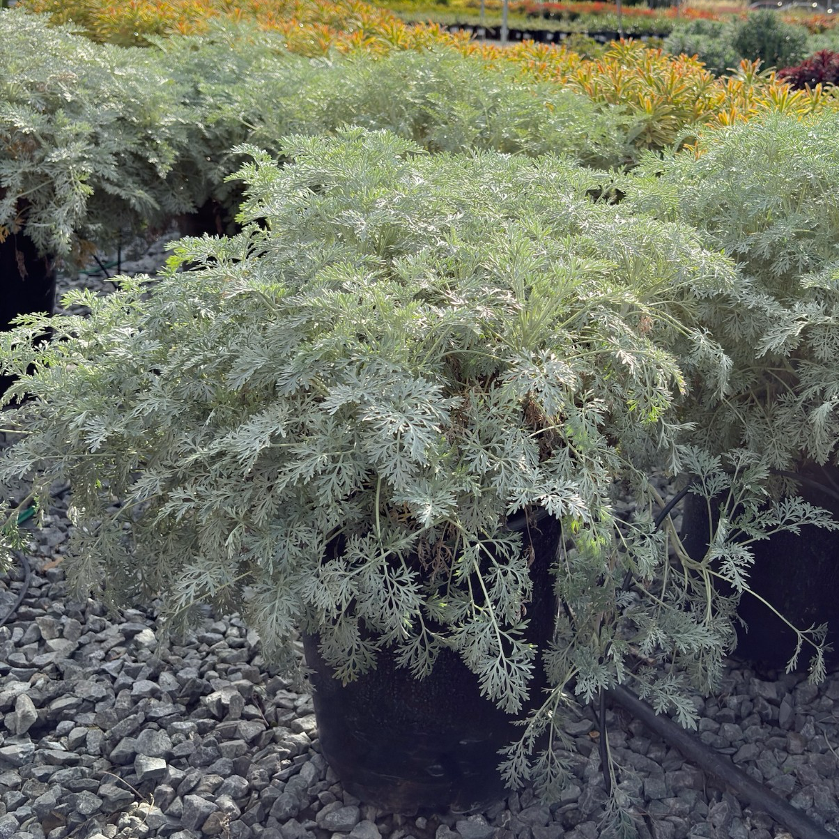Powis Castle Artemisia | Silver Lacy Foliage Shrub – Victory Nursery
