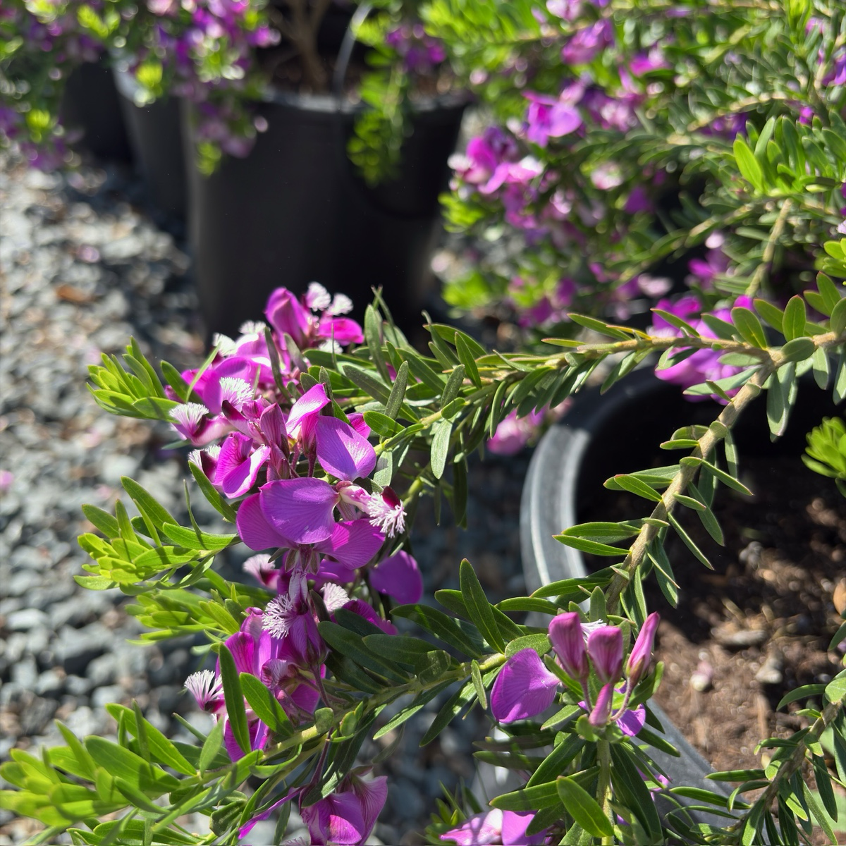 Purple Broom | Airy Purple Flowering Evergreen Shrub – Victory Nursery