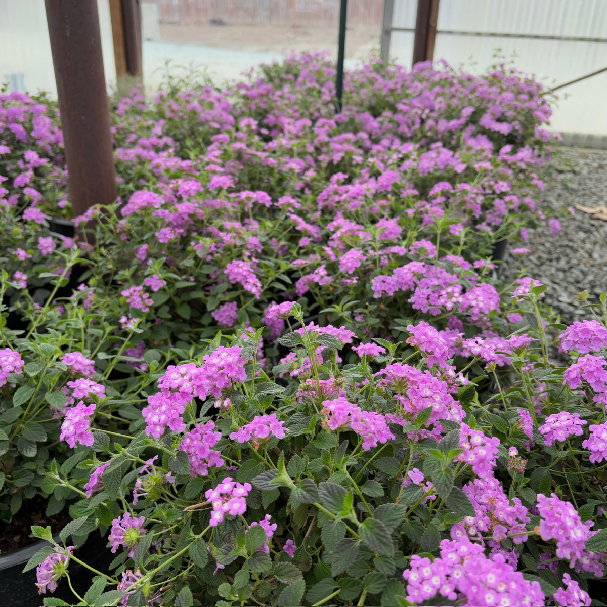 Purple Trailing Lantana | Drought-Tolerant Flowering Groundcover