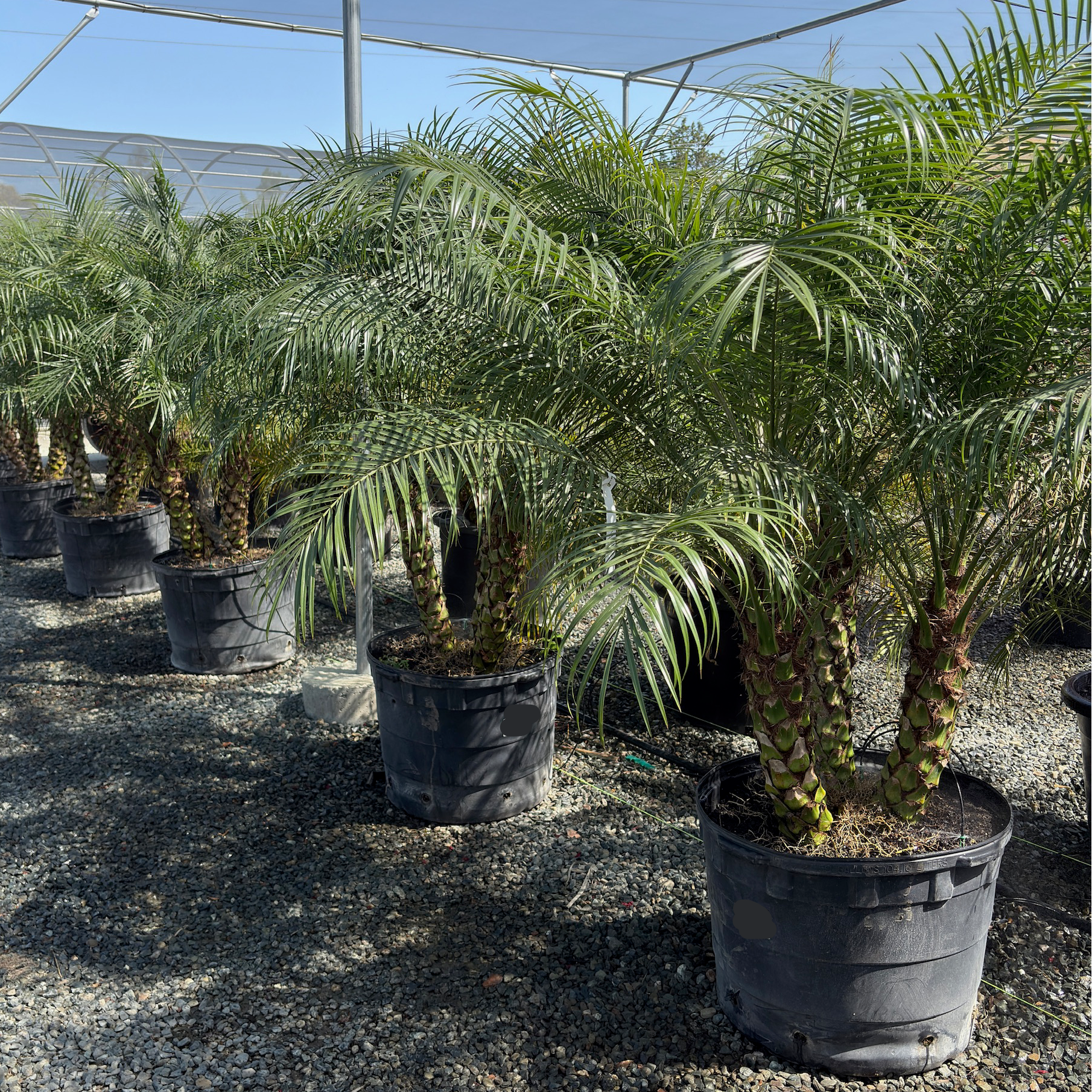 pygmy date palm cats Pygmy Date Palm