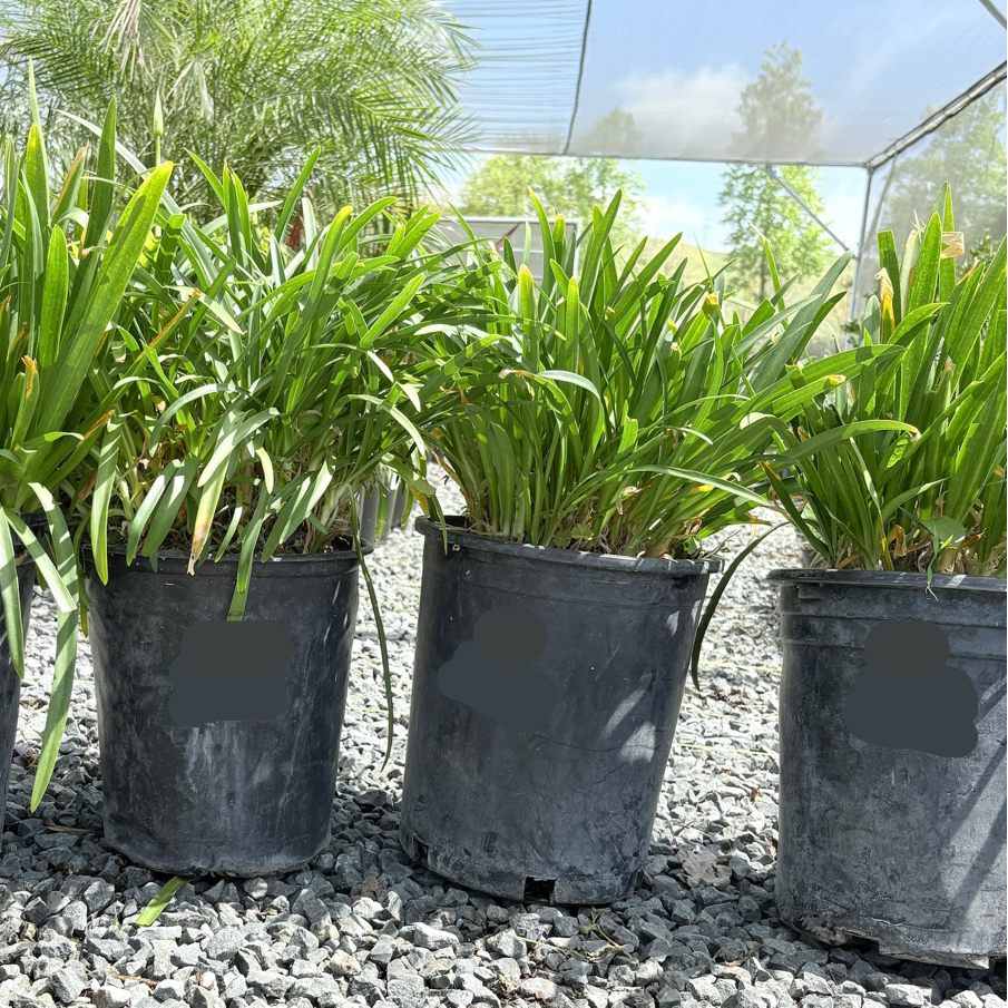 agapanthus plants in pots Queen Anne Lily of the Nile (Agapanthus africanus 'Queen Anne') – Victory Nursery