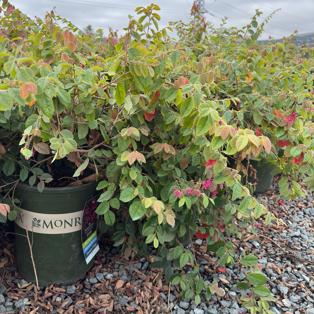 Razzleberri Chinese Fringe Flower | Colorful Ornamental Shrub