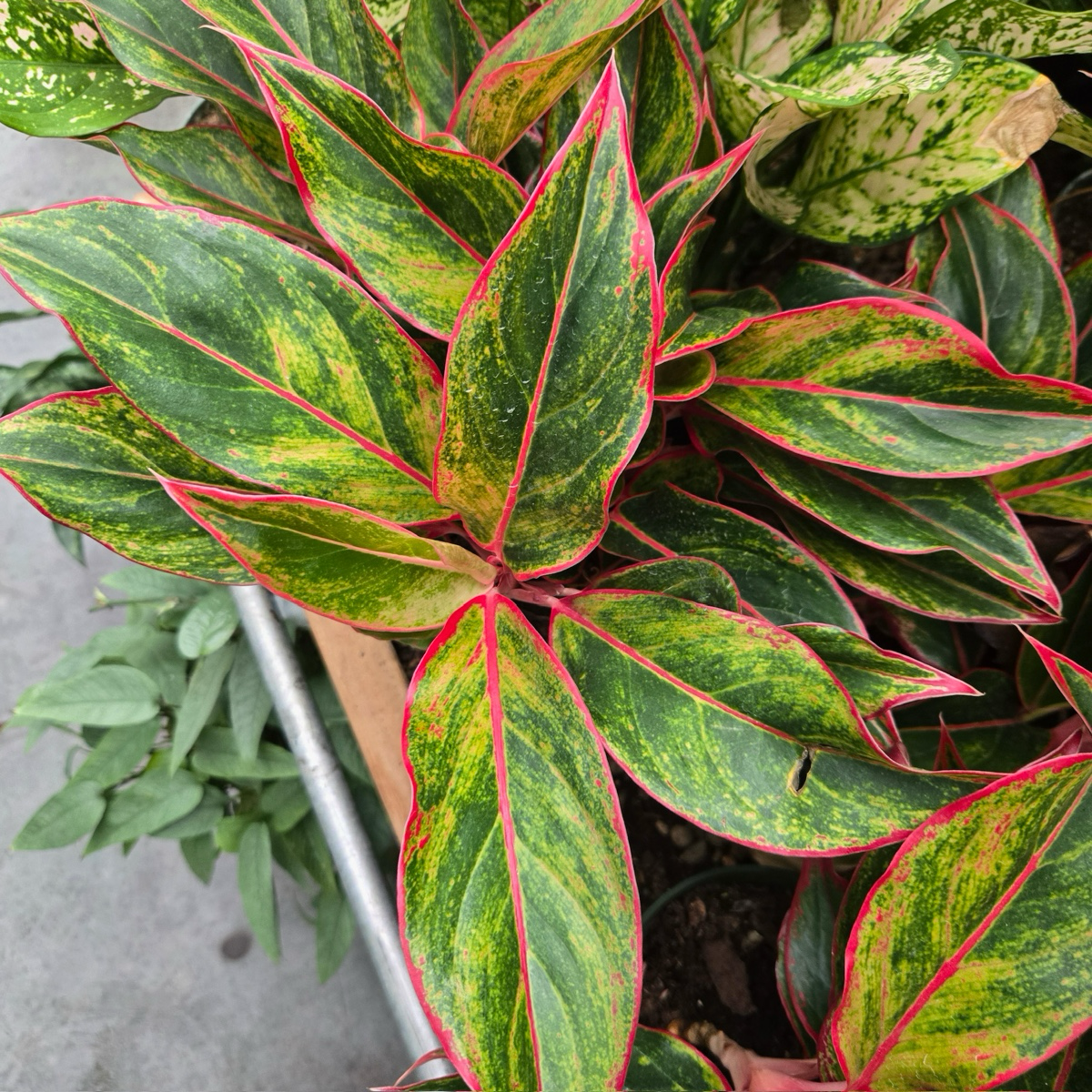 aglaonema overgrown Siam Red Aglaonema