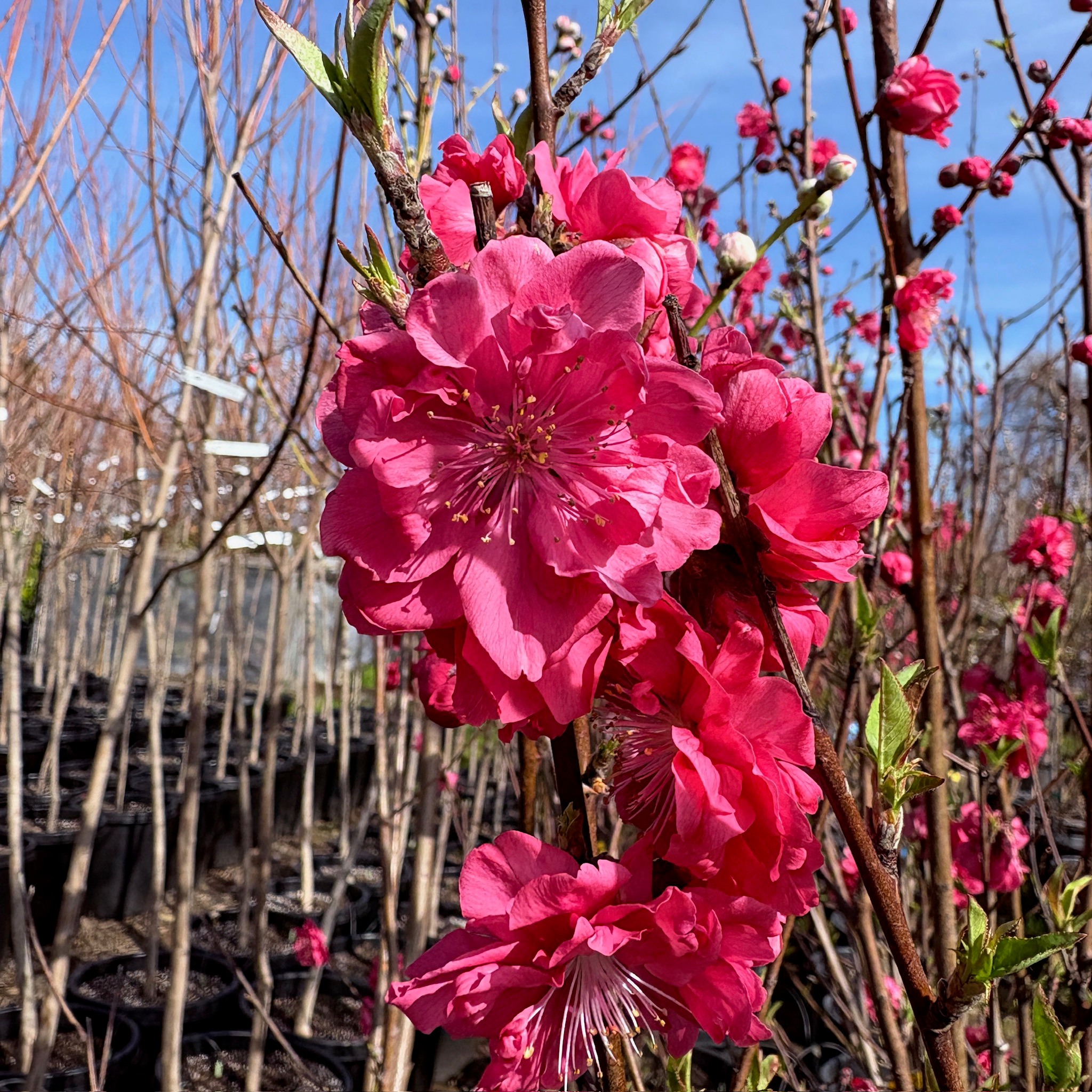 ピーチ　D Red Flowering Peach Tree | Vibrant Pink Spring Blooms – Victory