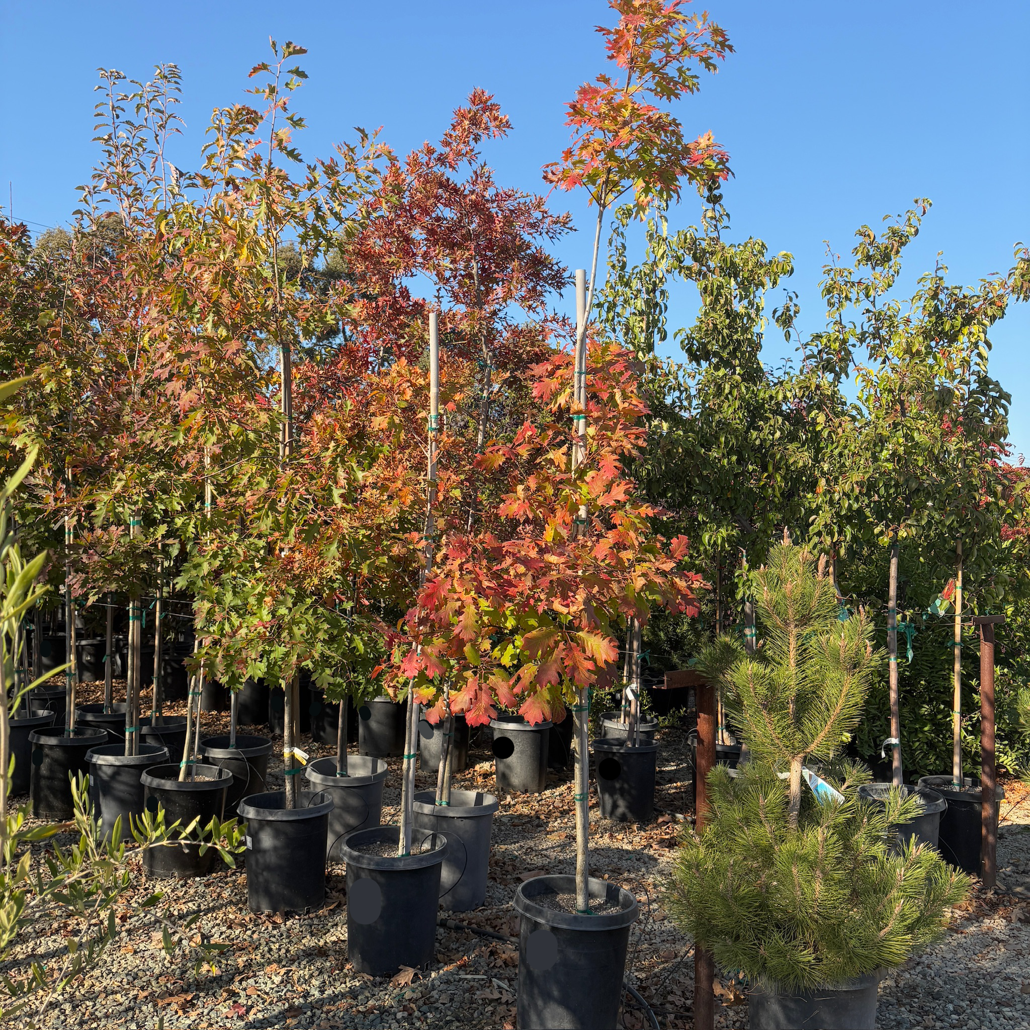 Northern Red Oak | Fast Growing Shade Tree – Victory Nursery