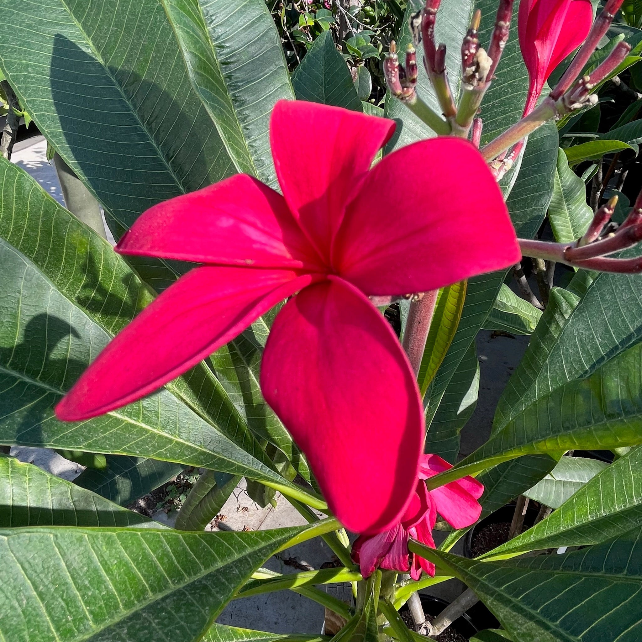 Red Plumeria Tree