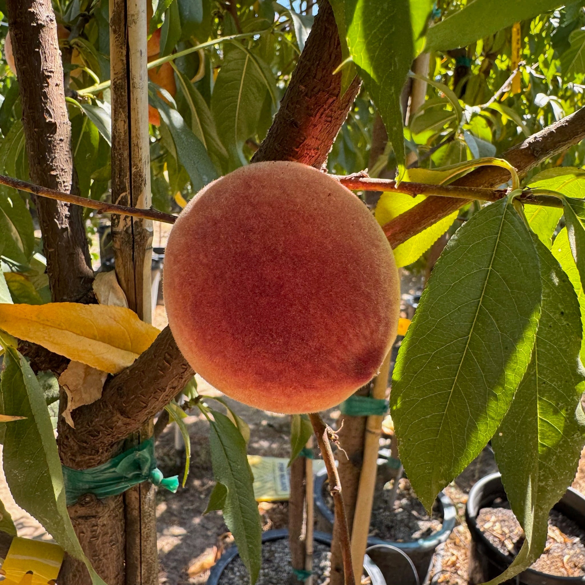 peach tree money Rio Oso Gem Peach Tree
