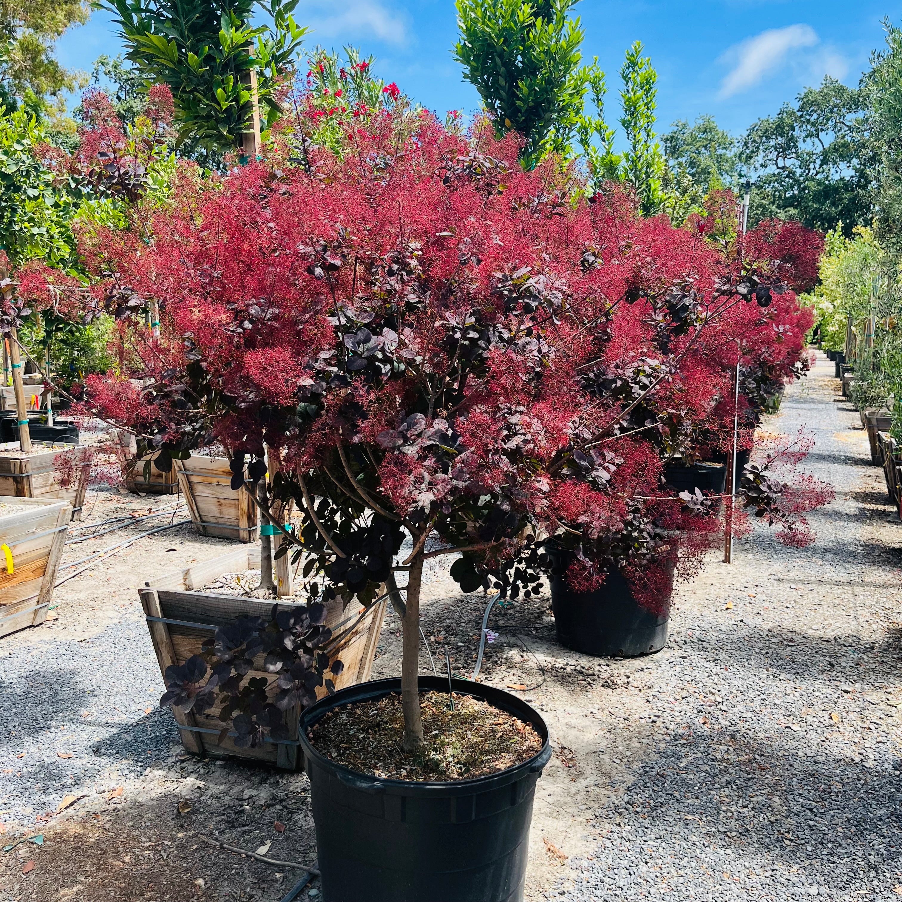 royal purple smoke tree bonsai Royal Purple Smoke Tree