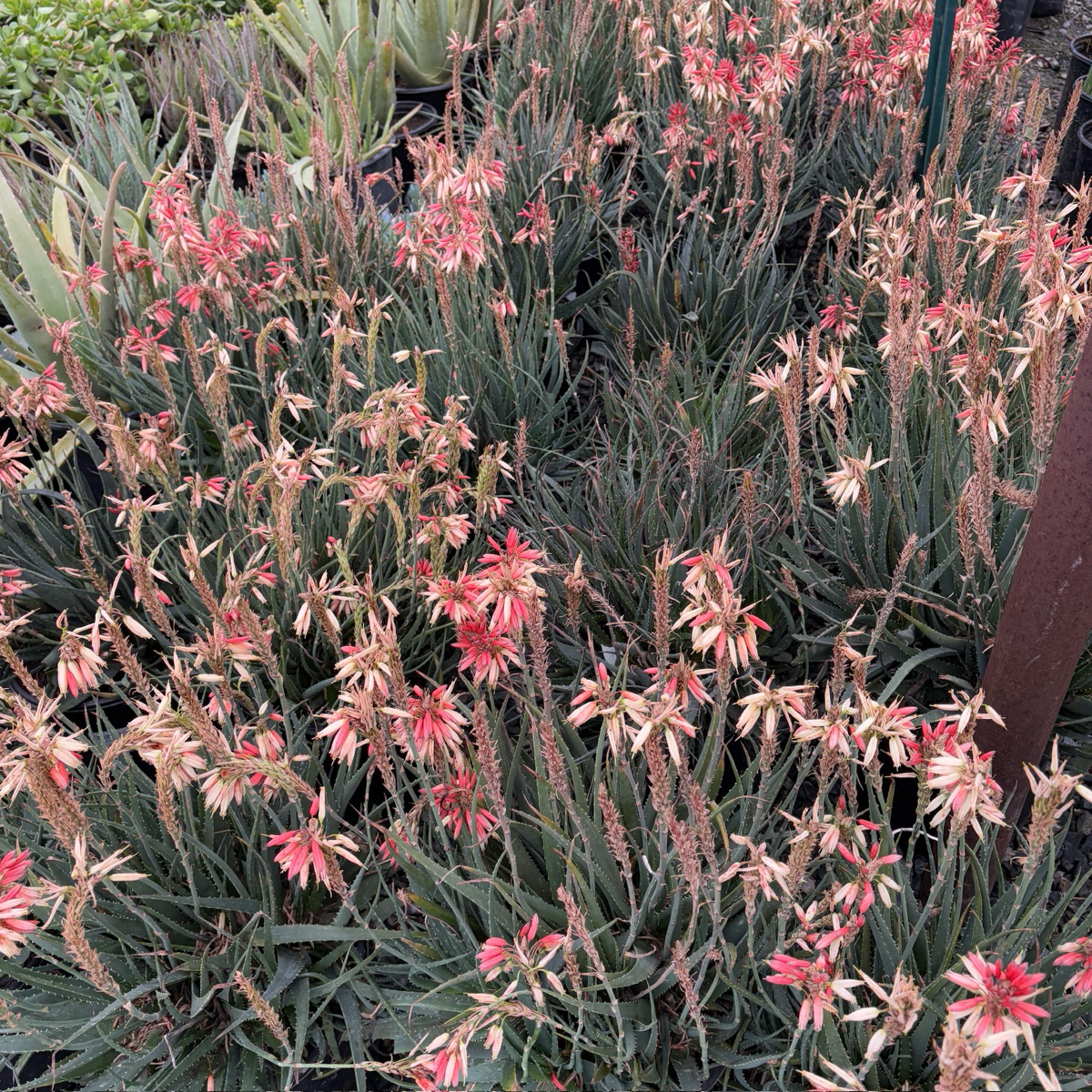 colorful aloe vera plant Safari Sunrise Aloe