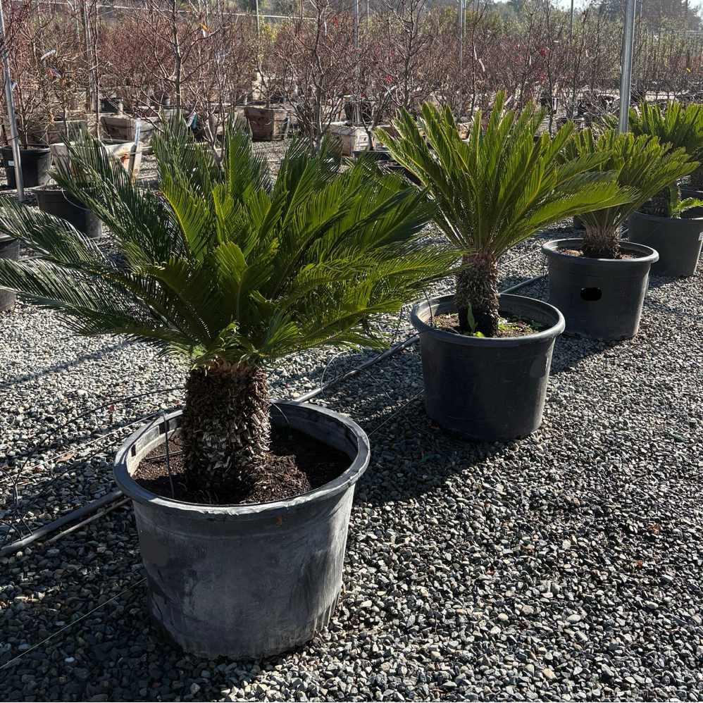 Sago Palm 15 Gallon