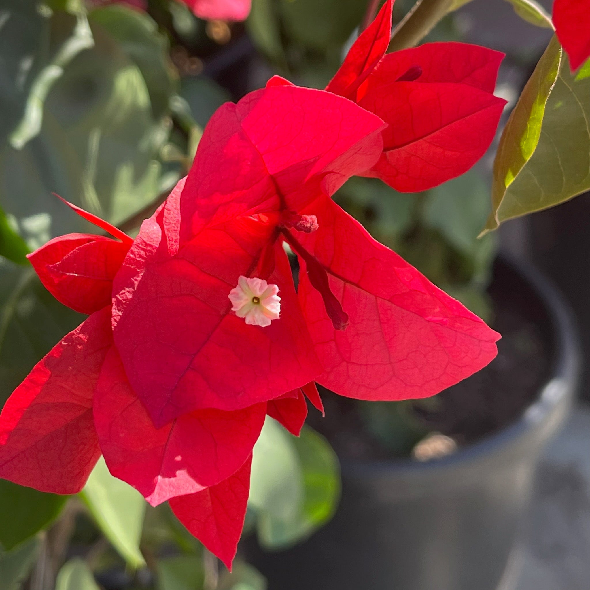bougainvillea live plant red live plants indoor/outdoor San Diego Red Bougainvillea