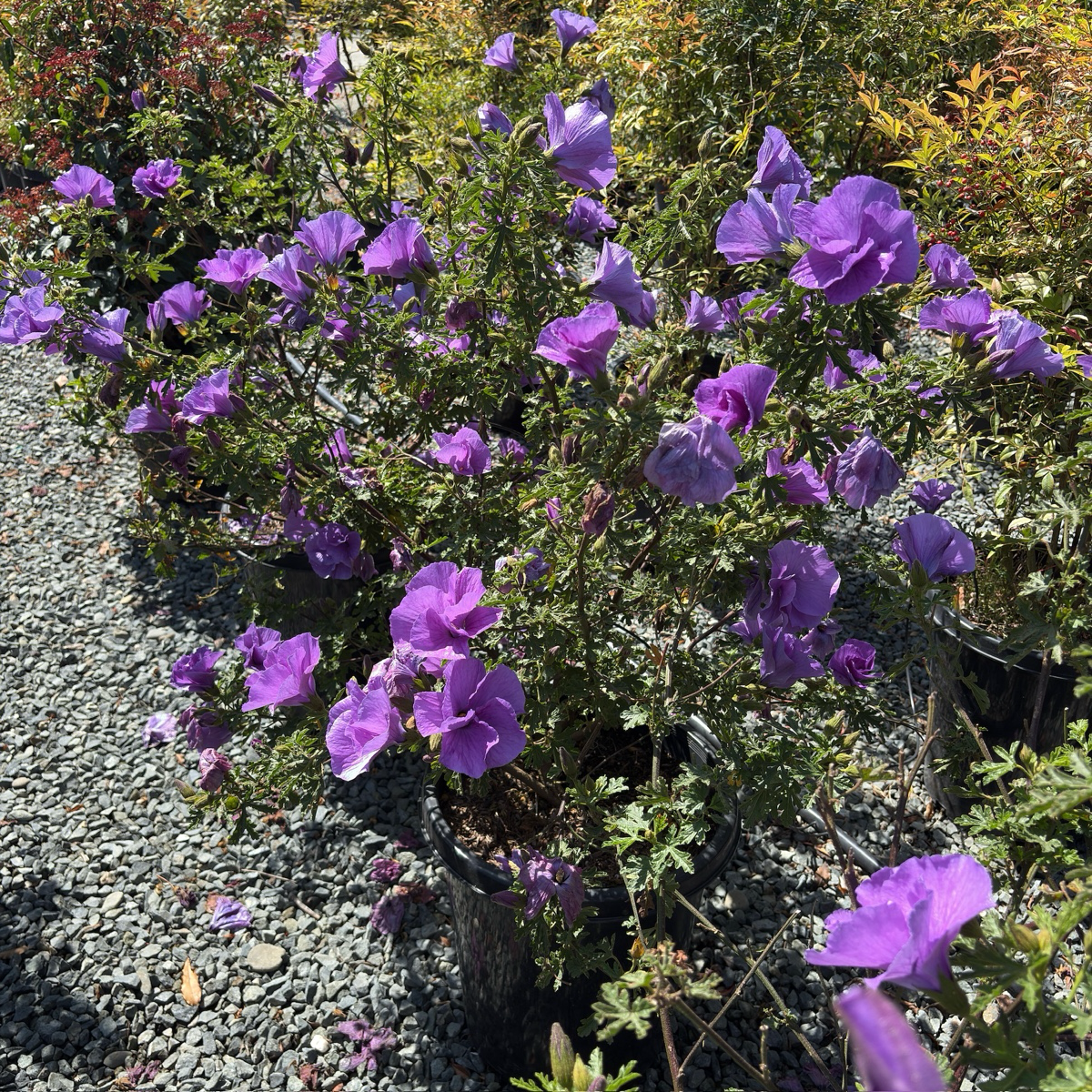 Santa Cruz Blue Hibiscus | Lavender-Blue Flowering Evergreen Shrub