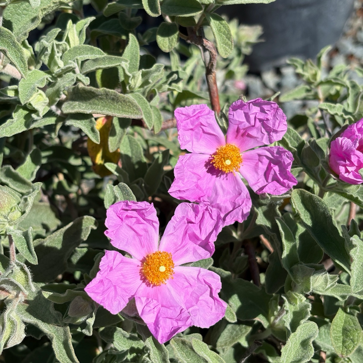 succulent nursery santa cruz Santa Cruz Rockrose