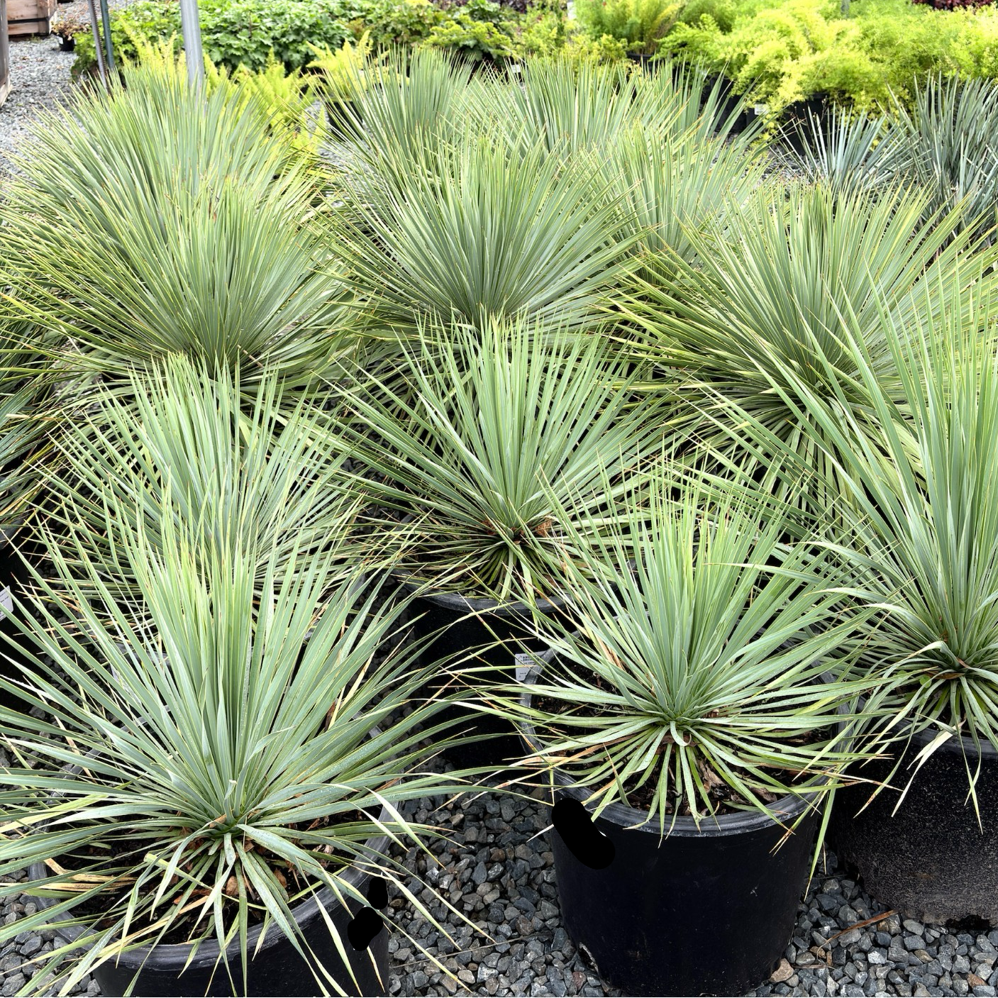 Sapphire Skies Beaked Yucca (Yucca rostrata 'Sapphire Skies
