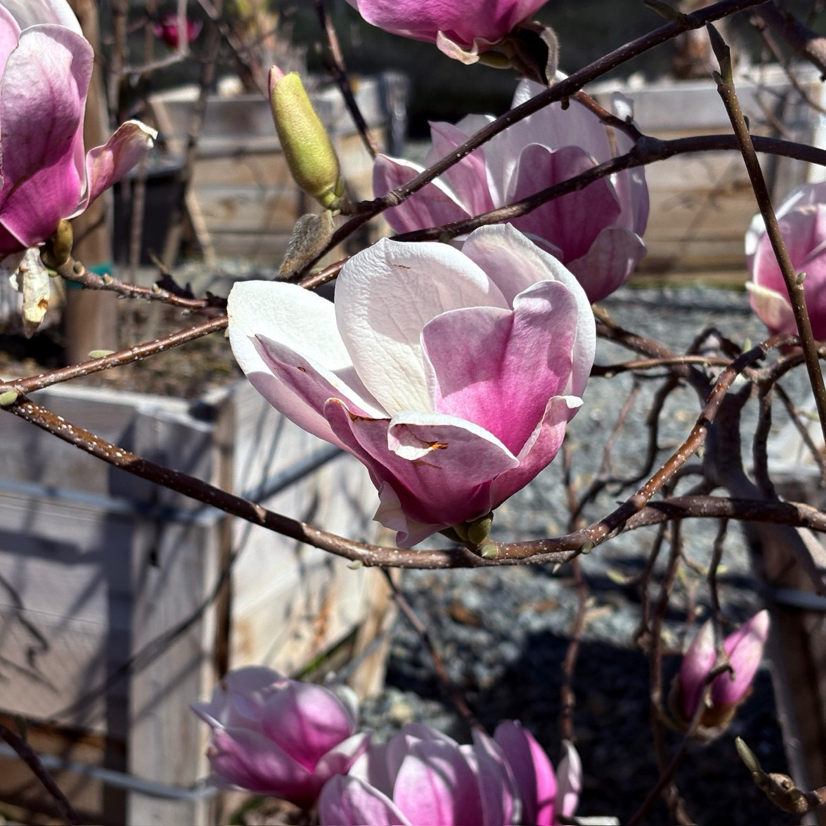 Saucer Magnolia Tree  Large Pink & White Spring Blooms  Victory Nursery