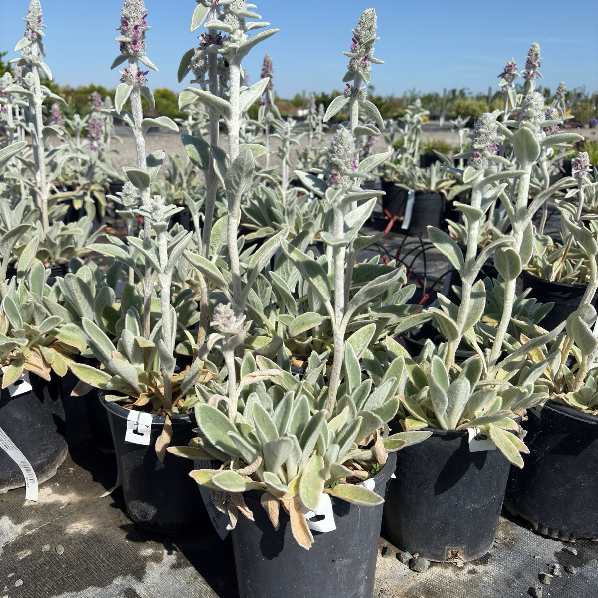 Silver Carpet Lamb's Ear Groundcover | Stachys byzantina – Victory