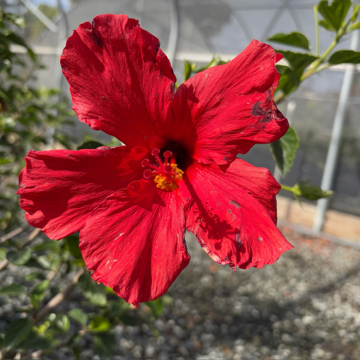 Single Red Tropical Hibiscus
