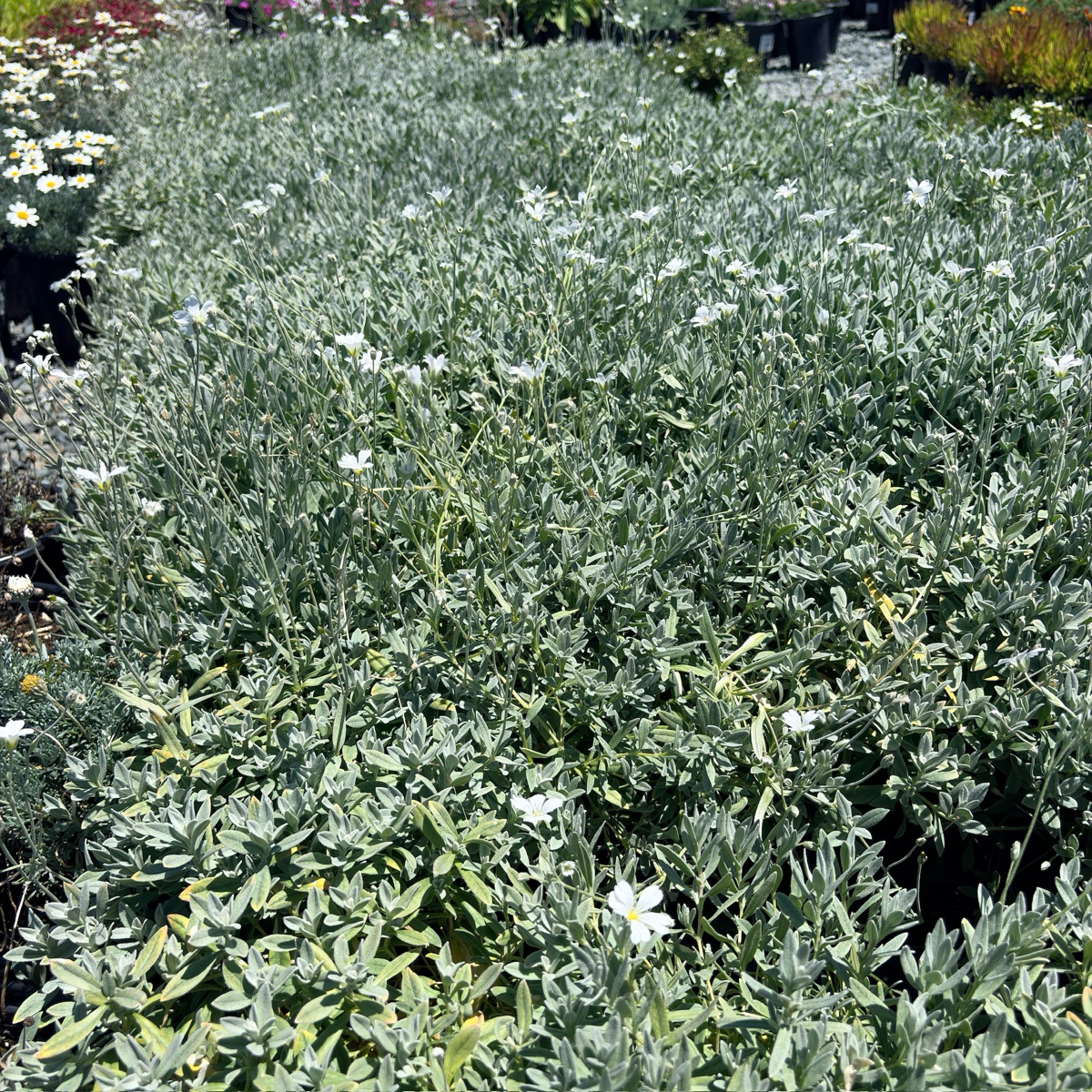 Snow-In-Summer (Cerastium tomentosum) | Silver Ground Cover