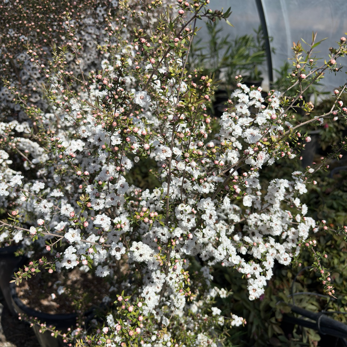 Snow White Manuka
