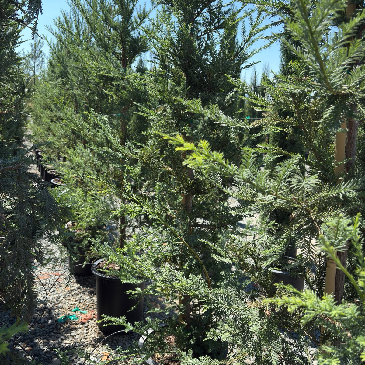 Soquel Coast Redwood