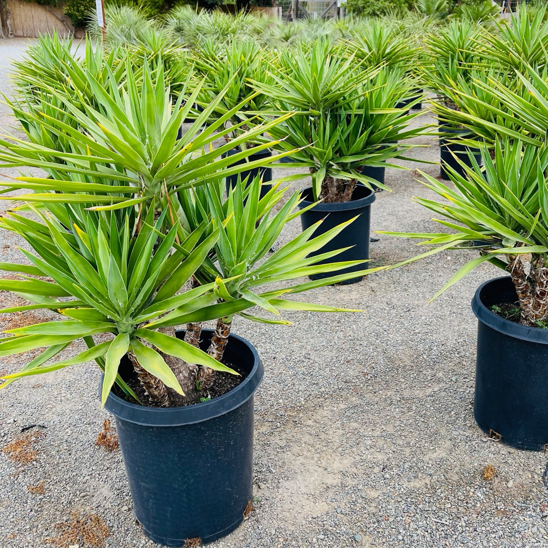 スパニッシュ・ダガー　Spanish Dagger Yucca Spanish Dagger | Drought Tolerant Plant for Xeriscaping