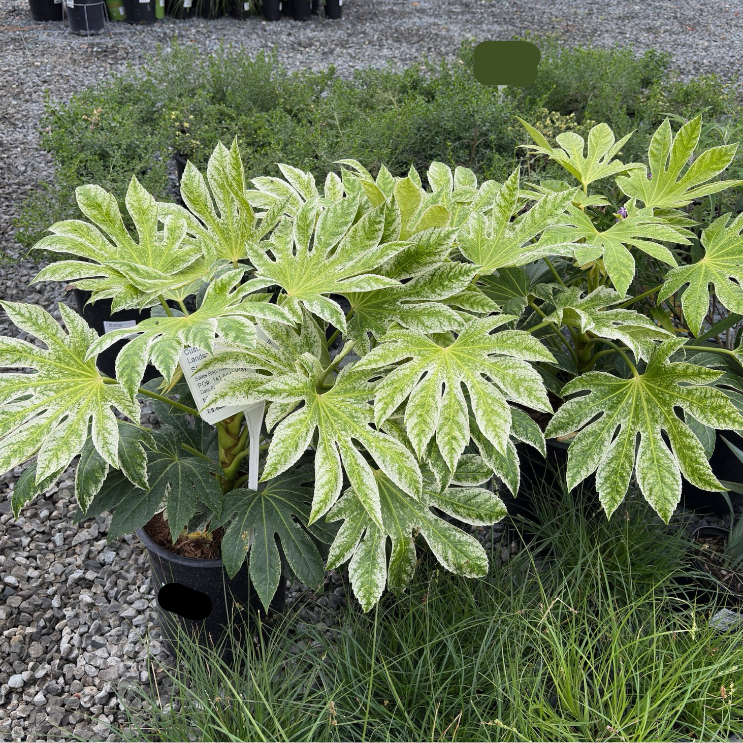 aralia spider plant Speckled Japanese Aralia