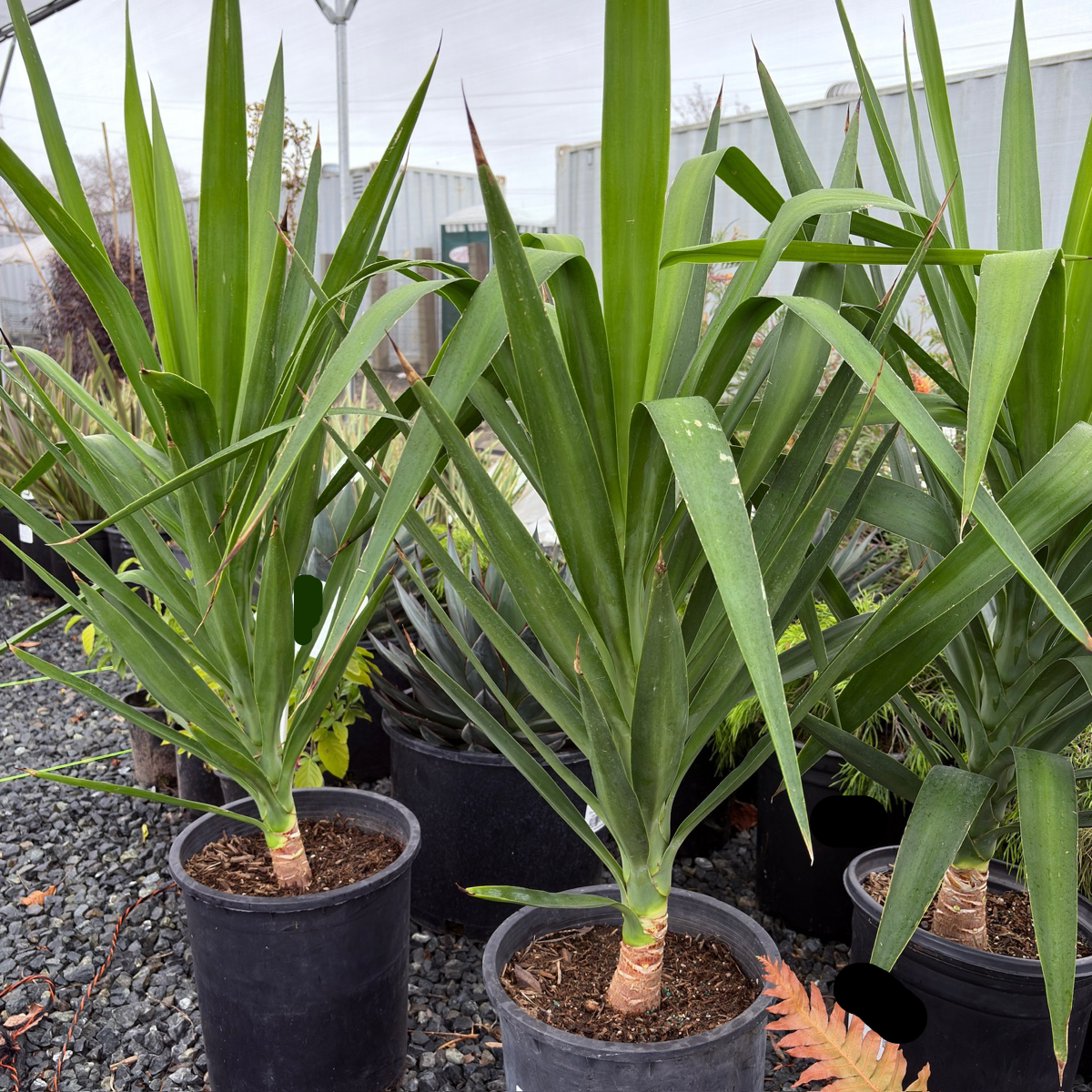 その他 Yucca IMG_2852.jpg?format=1000w