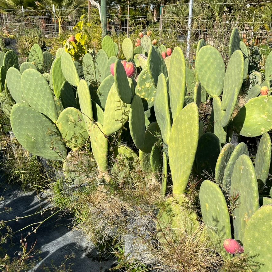 Prickly Pear Cactus