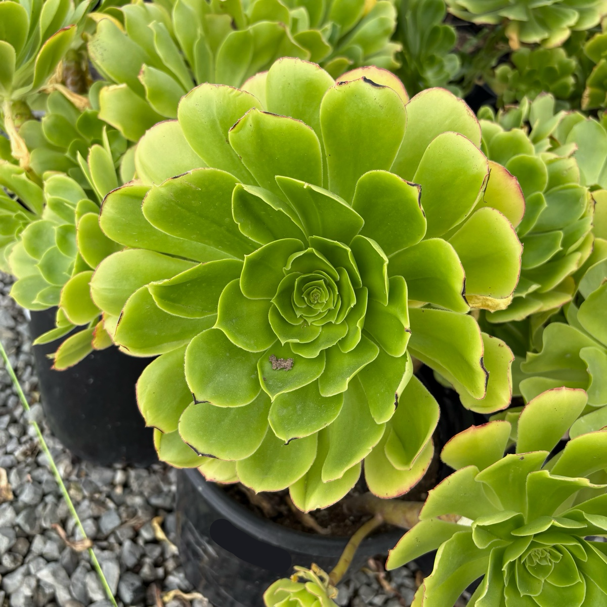 succulent antonym Stalked Aeonium