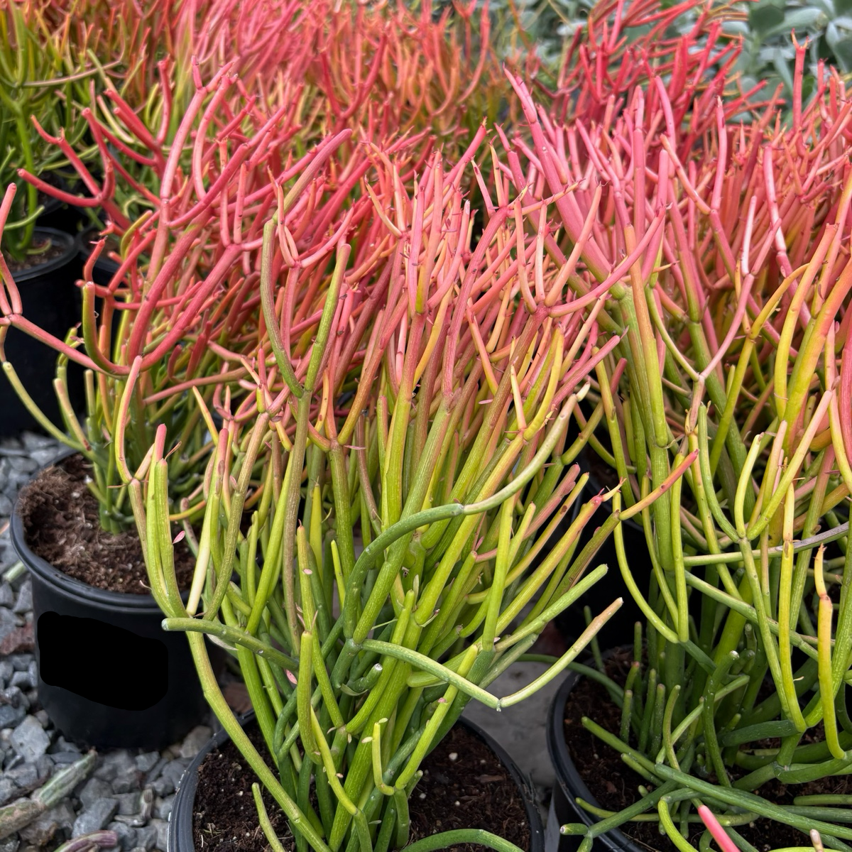 tall orange succulent Sticks on Fire Milkbush