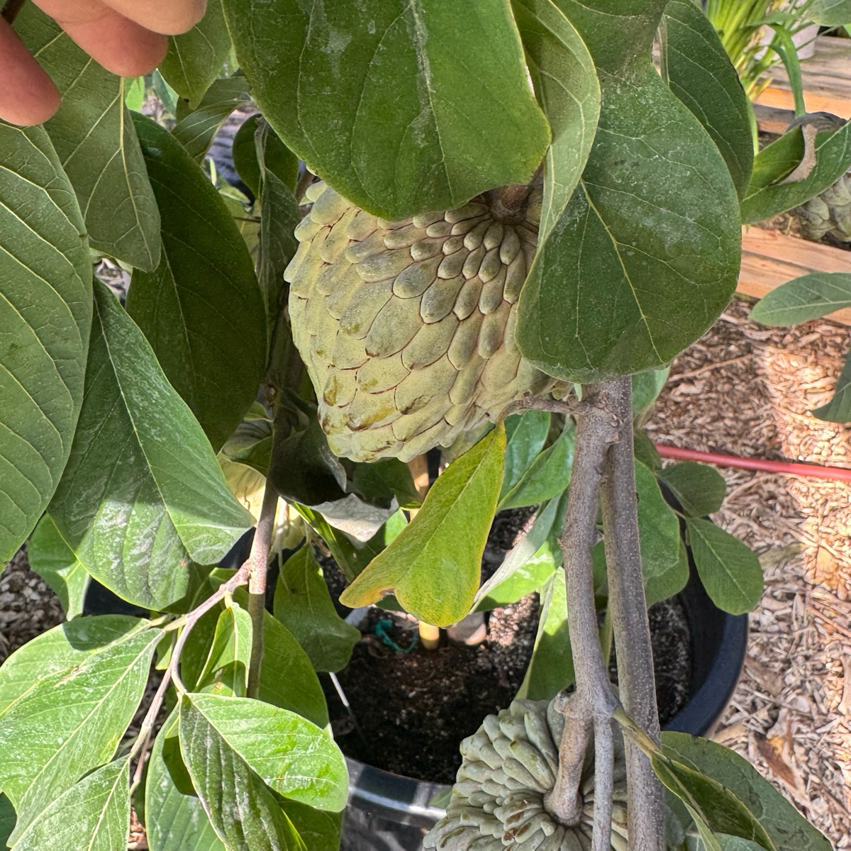 Sugar Apple Tree