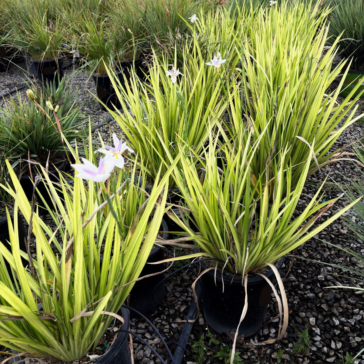 white fortnight lily Sunstripe Fortnight Lily (Dietes grandiflora 'Sunstripe')