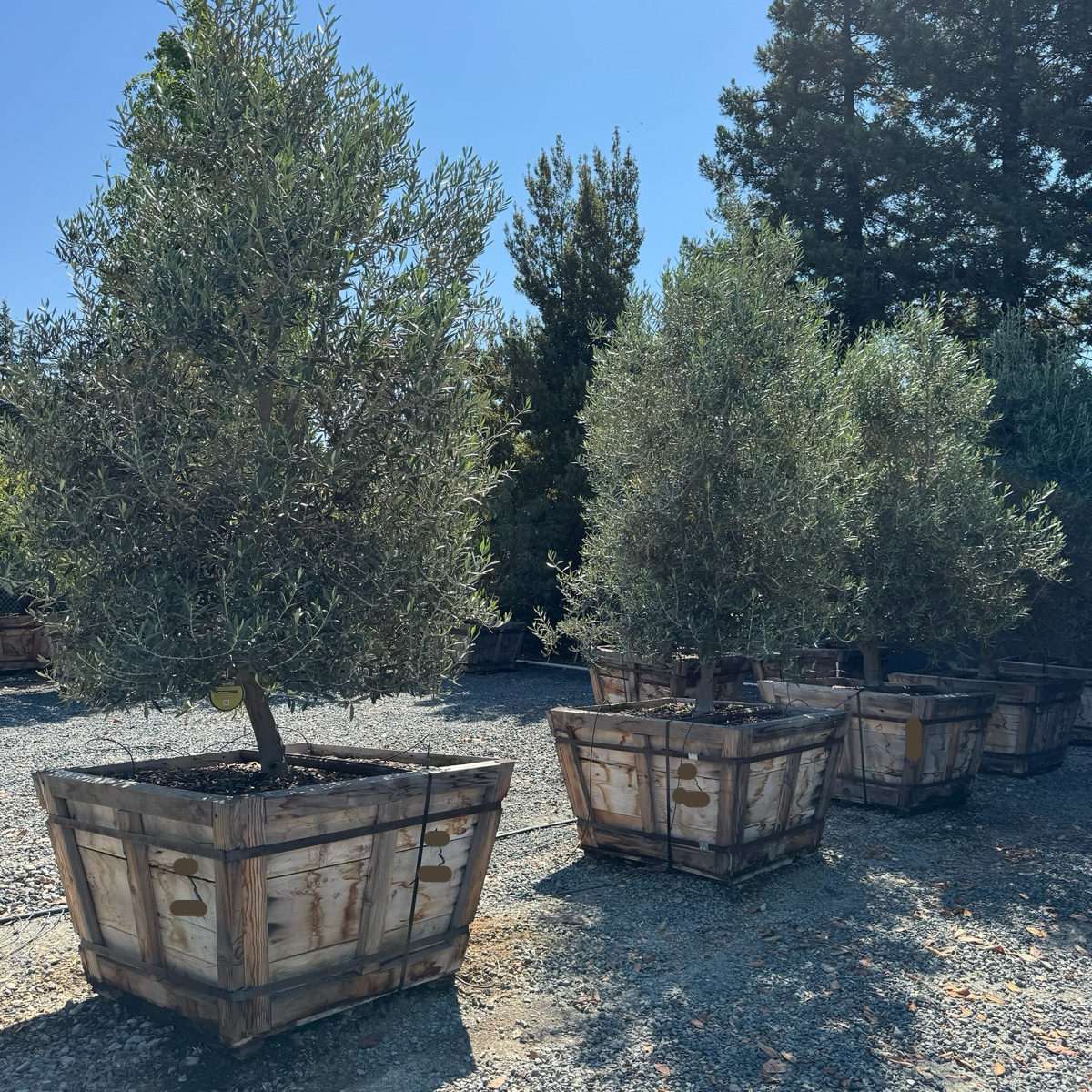 Swan Hill Olive Tree | Fruitless Ornamental Olive – Victory Nursery
