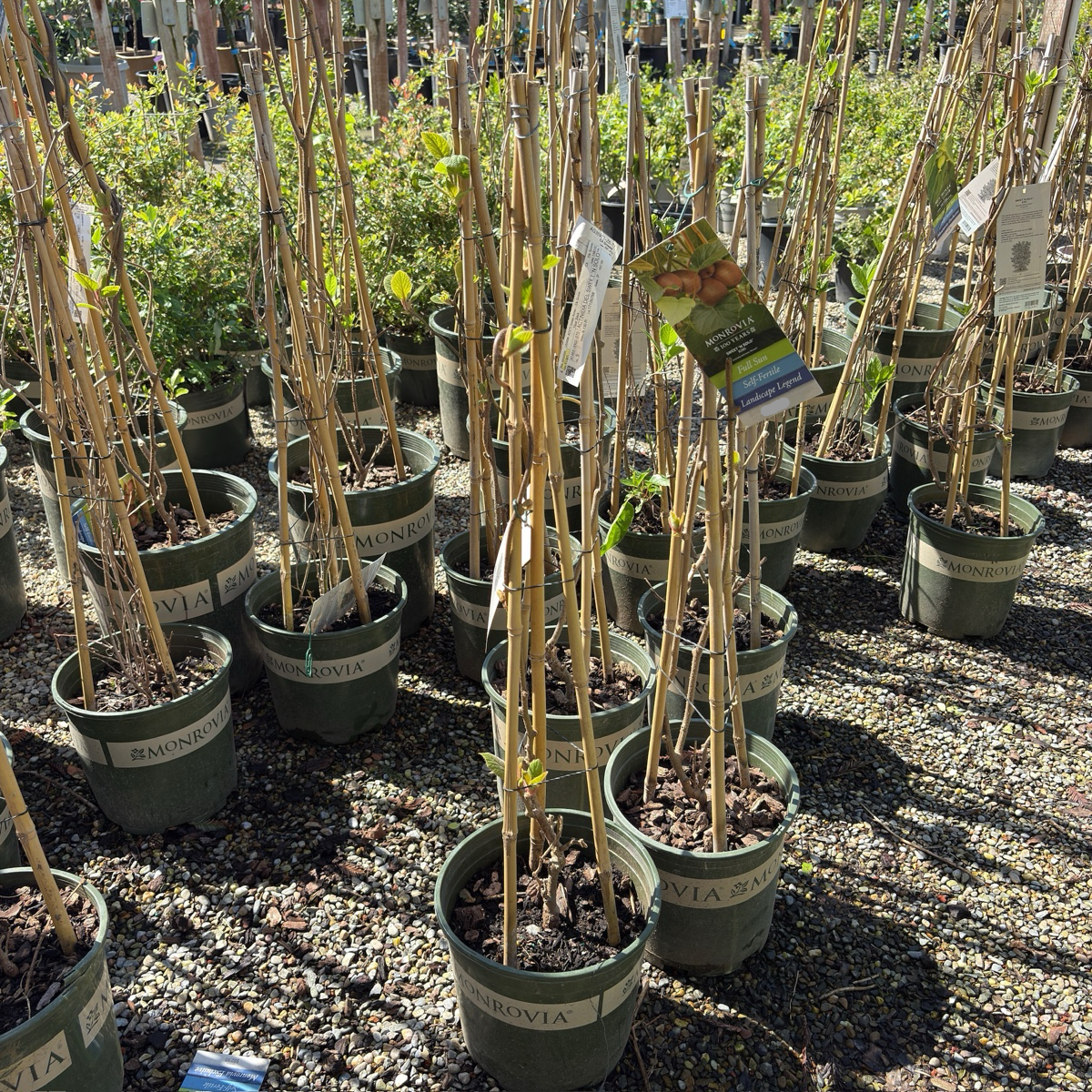Sweet 'n Solo Kiwi Vine | Self Fertile Edible Kiwi – Victory Nursery