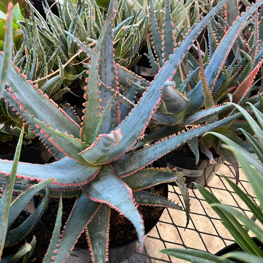 star aloe vera plant Swordfish Star Aloe