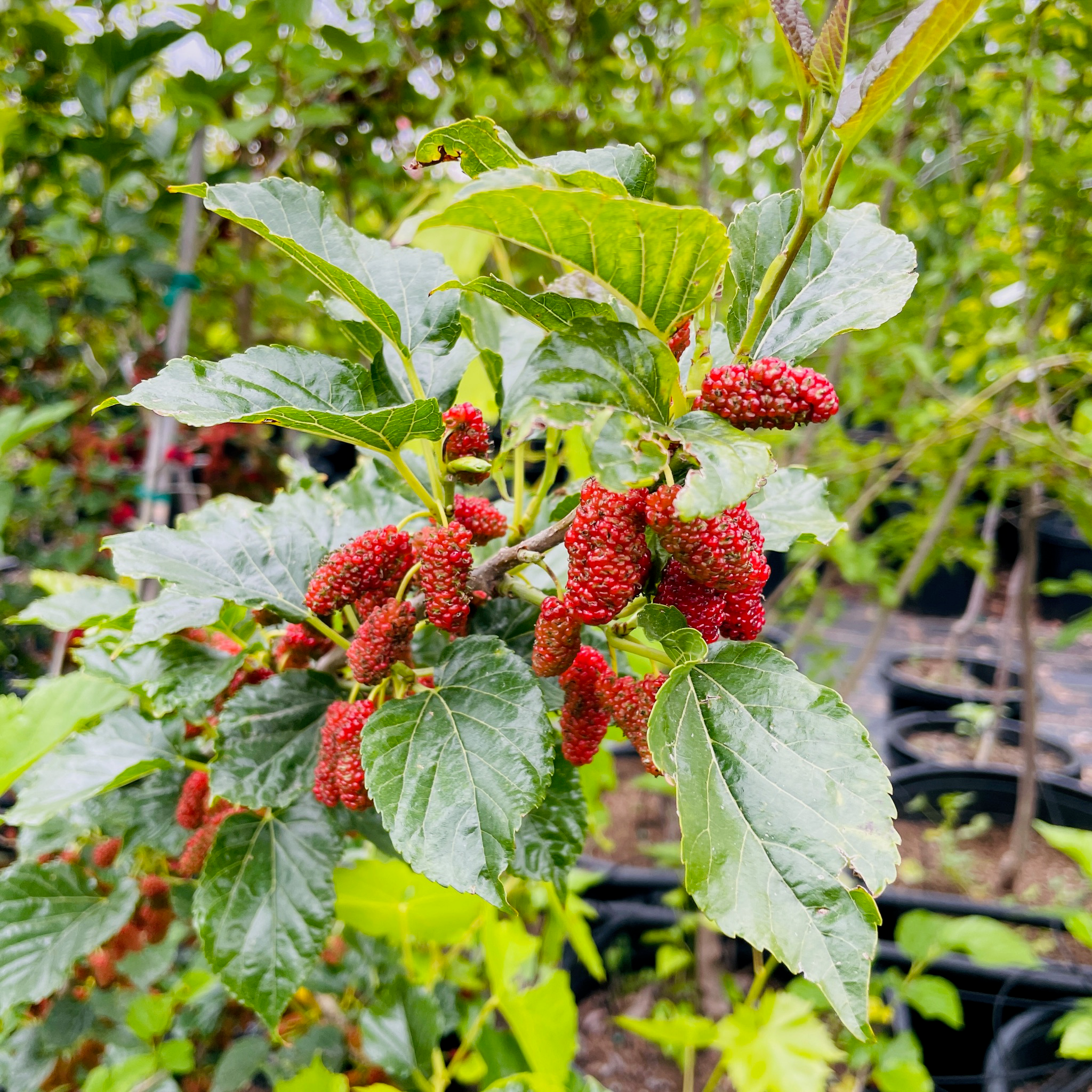 Taiwan Mulberry Tree