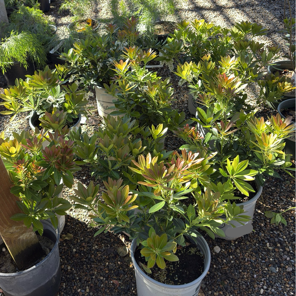 pieris japonica indoor plant Temple Bells Pieris