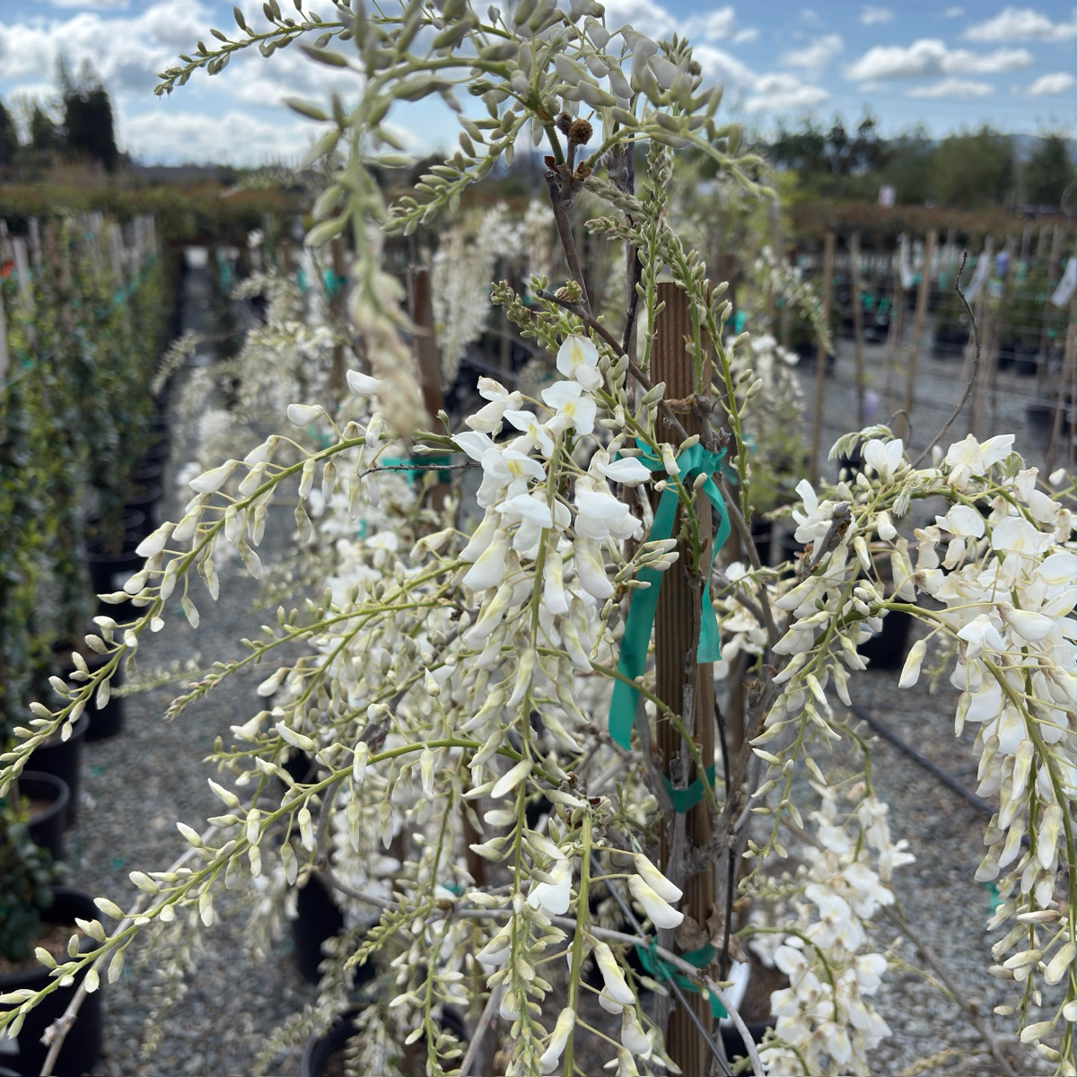 white wisteria trees Texas White Wisteria